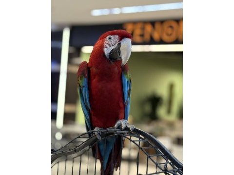 Kırmızı ara macaw yavrusu citypetshop