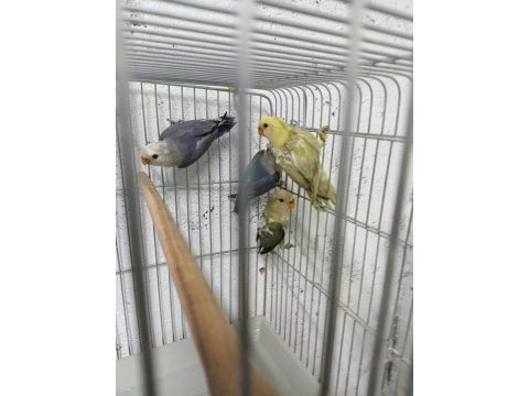 Rengarenk yeni ekip papağanlar hazır