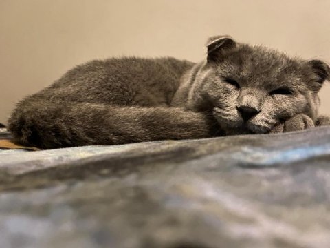İki tane karnesi scottish fold var çok uysal