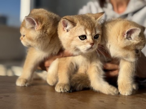 Ankarada ziyarete açık golden british shorthair