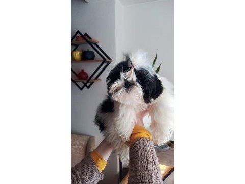 Canlı peluş gibi sevimli ve safkan shih tzu yavru