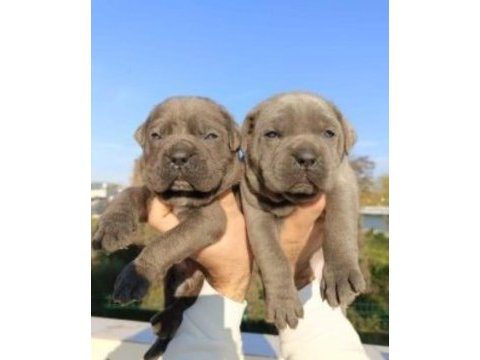 Cane corso yavrular ırk garantilidir