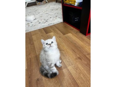 Konya merkez british shorthair silver