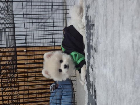 Pomeranian boo show kalite erkek yavru