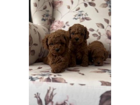 Toy poodle bebeklerimiz