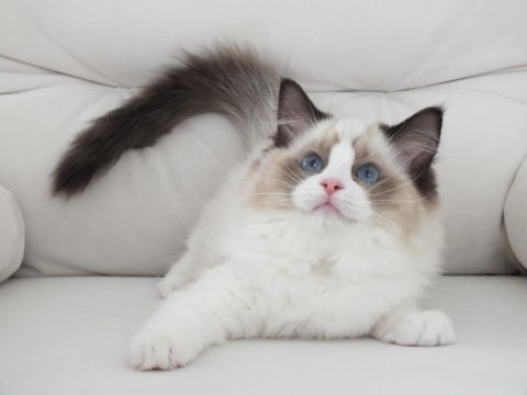 Full şecereli ragdoll yavruları