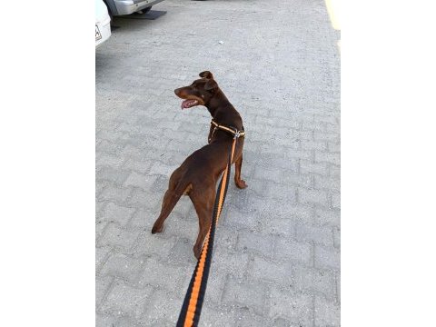 Dişi doberman