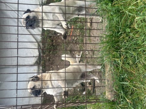 1 erkek ve 1 dişi pug köpeklerim