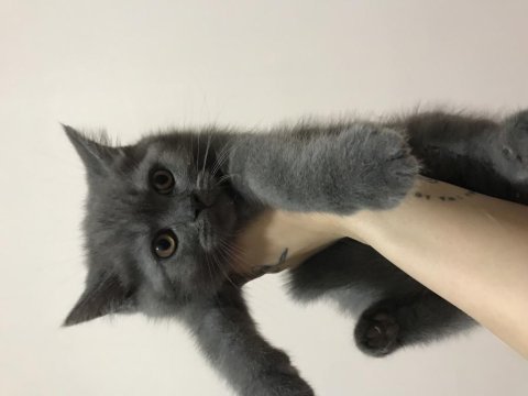 British shorthair