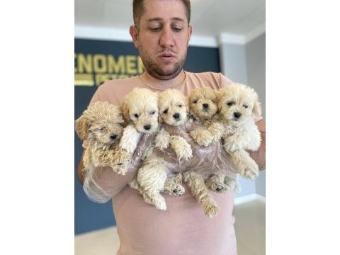 Shoooowwww kalite maltipoo yavrular ankara mağazamızda 