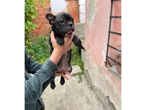 3 aylık french bulldog dişi ve erkek