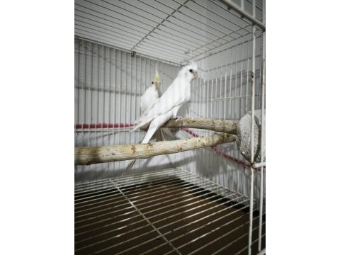 Cream face albino çift sultan
