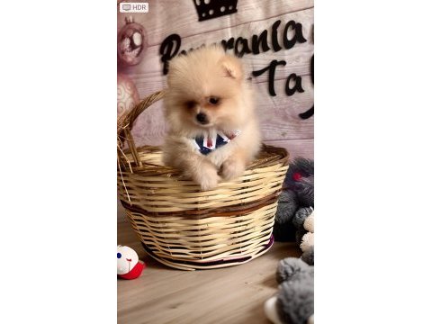 Orjinal ırk garantili pomeranian boo antalya
