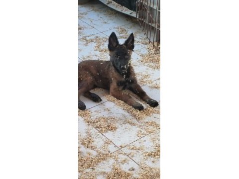 Bursa malinois krallığı'ndan yavrular