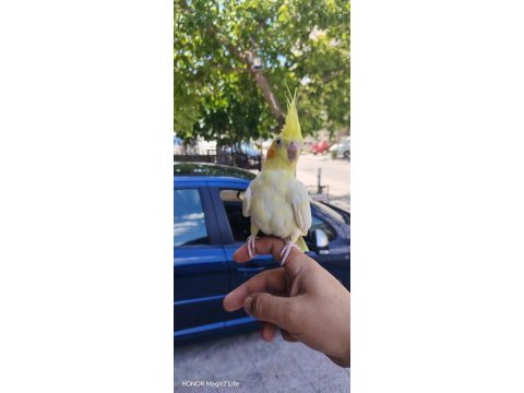 Gel bak beğen al sultan papağanı