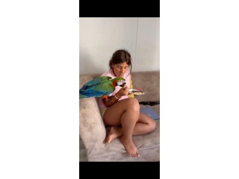 Full evcil 1 yaşında yavru harlequen macaw yavrumuz
