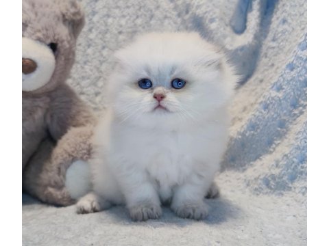 Ay yüzlü scottish fold prenses