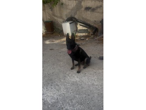 Koruma egitimli belcika kurdu