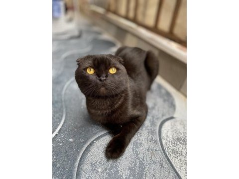 Scottish fold kedimizi sahiplendirme