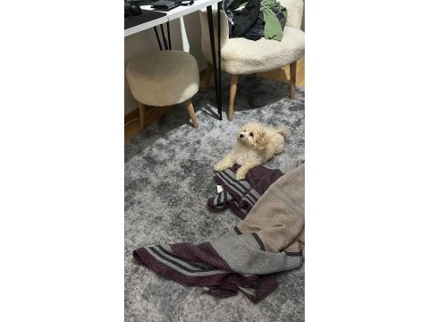 4 aylık güzeller güzeli minik dişi maltipoo