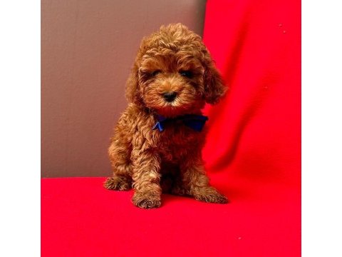 Safkan toy poodle bebekler