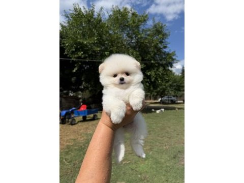 Ayı surat pomeranian boo