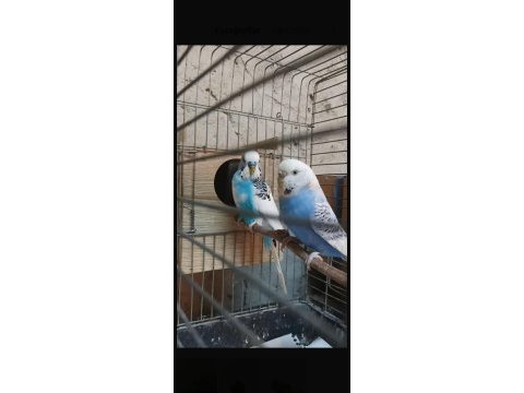 Yerli muhabbet kuşu üretimi