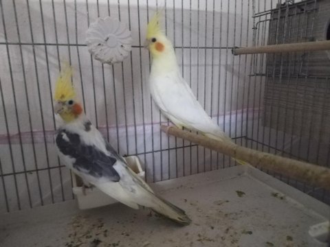 3 çift hazır esli sultan papağanı