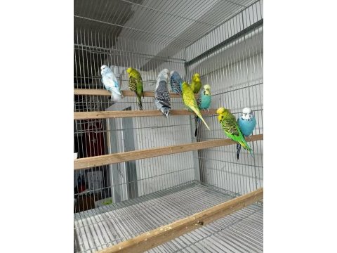 Yavru veren eş muhabbet kuşlar