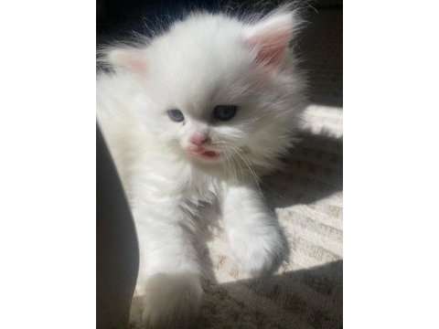 British longhair beyaz kedimiz