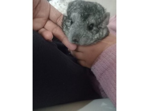 Çinçila (chinchilla)