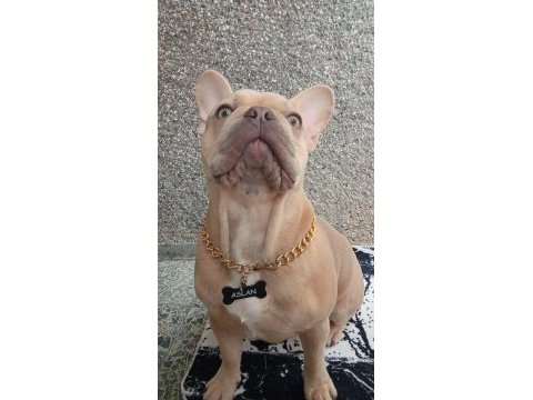 French bulldog eş arıyoruz