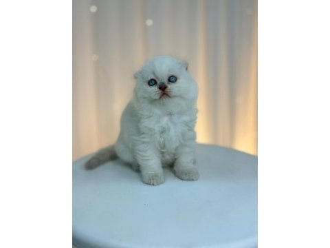 Irk ve sağlık garantili scottish fold kediler