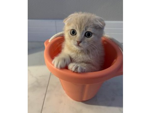 Yavru scottish fold latte