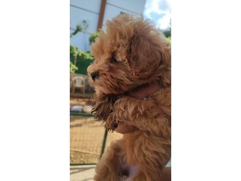 Maltipoo yavrumuz