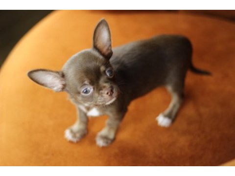 Egzotic teacup chihuahua