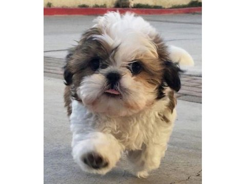 Dişi erkek shih tzu yavrularımız
