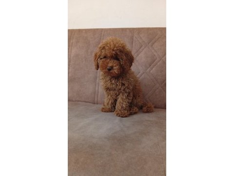 Toy poodle ev ortamında büyüyen yavrumuz