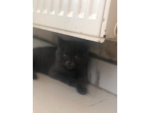 Oyuncu british shorthair dişi tuvalet eğitimi var 2 aylık