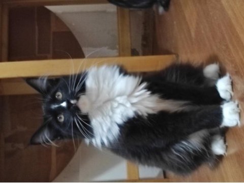 Harika bi yavru xxl iri cana yakın maine coon