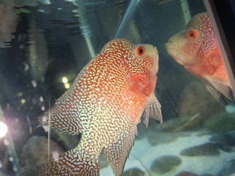 Erkek flowerhorn
