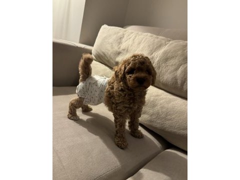 Micro boy toy poodle yavrular