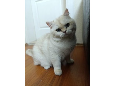 British longhair kedisi