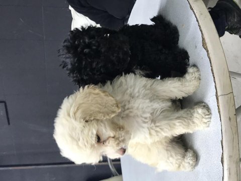 Maltipoo cinsi yavrularımız