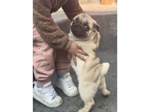 Erkek pug mops