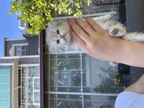Full şecereli safkan british longhair sağlıklı ev yavruları