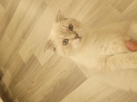 Scottish shorthair lynx tekirdag süleymanpasa