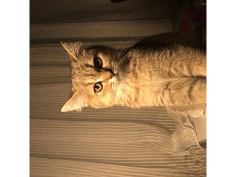 Golden british