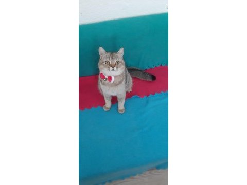 Black golden british shorthair prenses