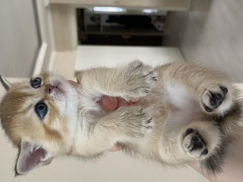 Safkan british shorthair golden yavrular